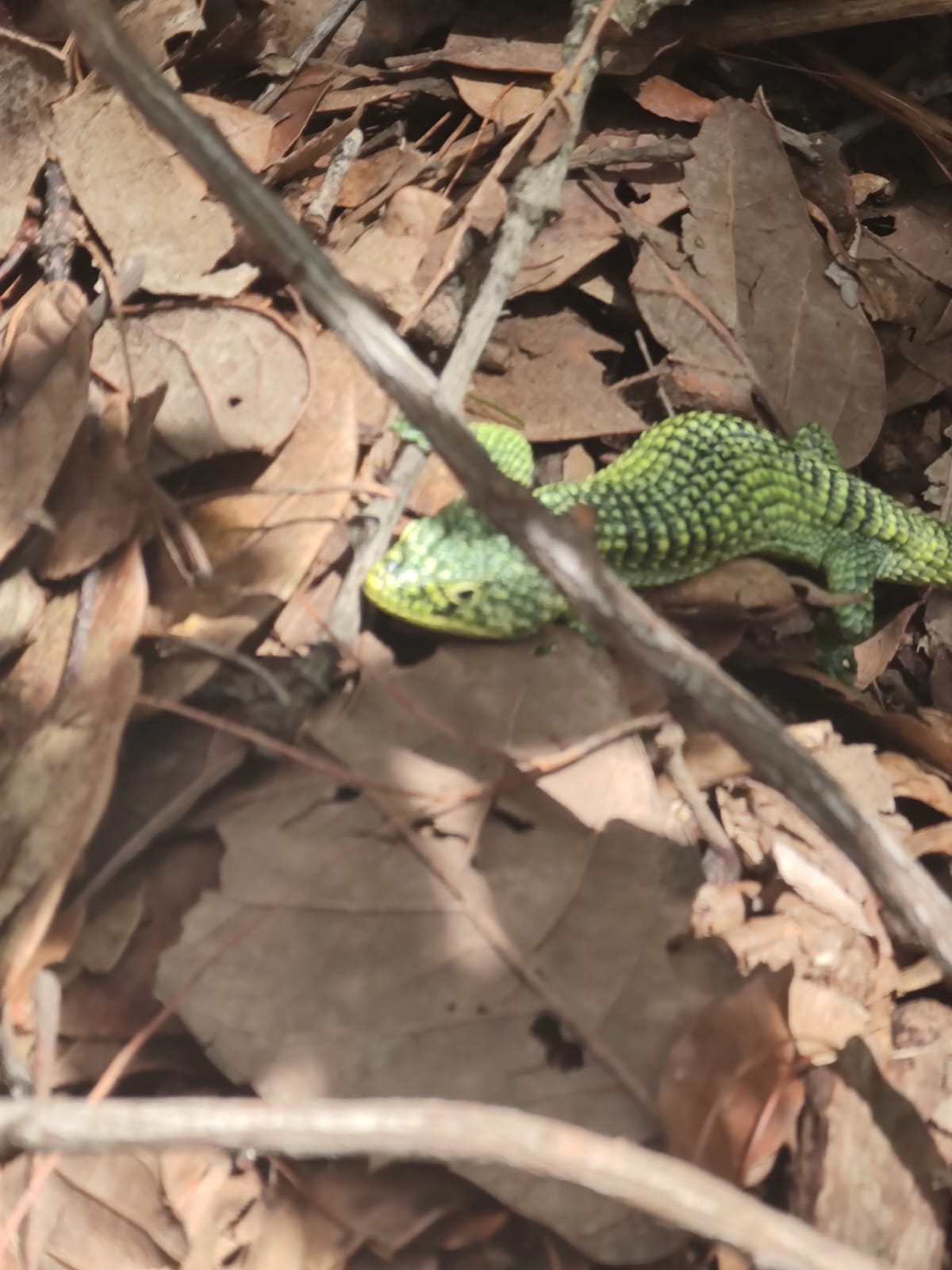 Coatí en sitio de monitoreo · Campo diurno · Sep 2025