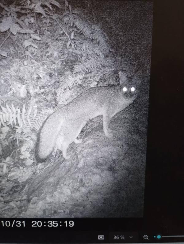 Puma captado por trampa cámara nocturna · Oct 2025