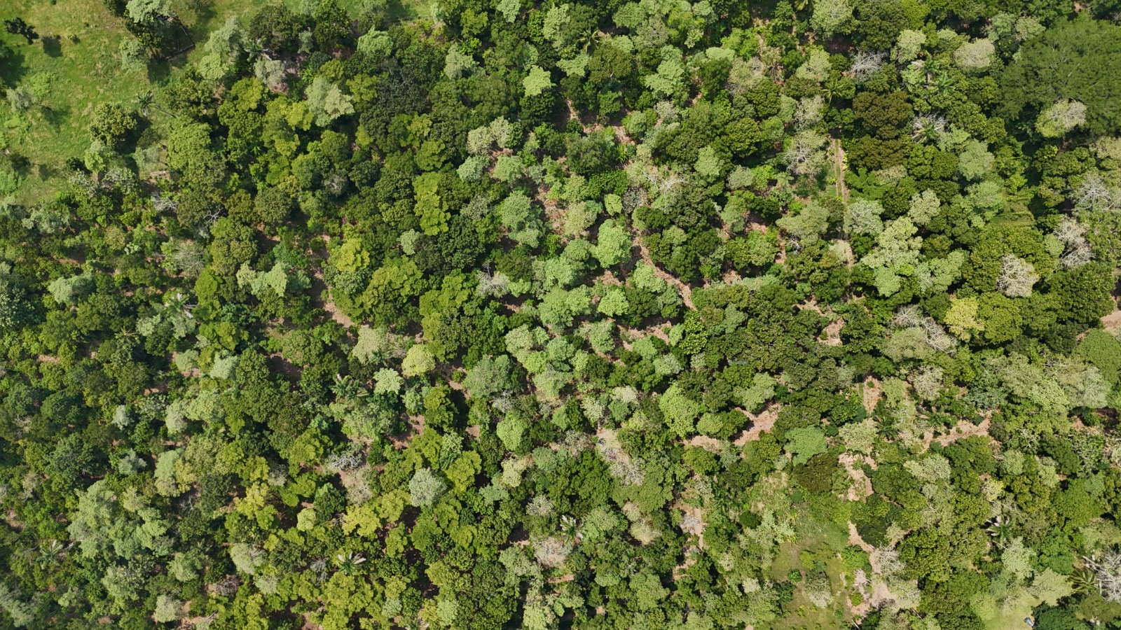 Cobertura arbórea digitalizada sobre imagen aérea
